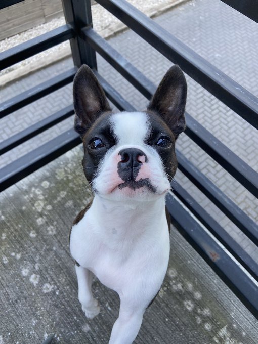 Boston Terrier